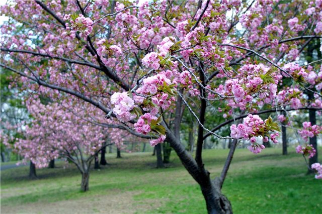 Цветущее дерево Вишни